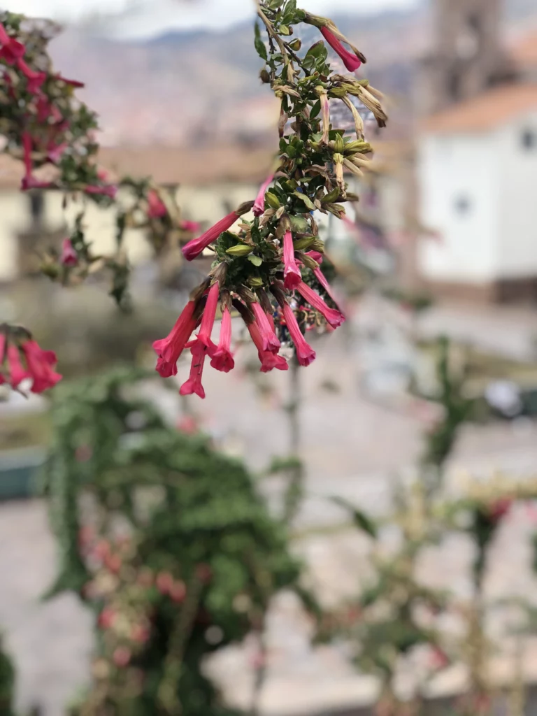 Fleur de kantu